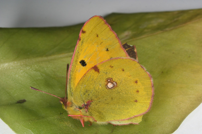 Colias crocea
